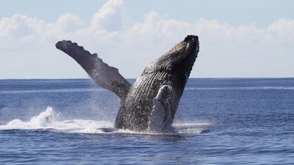 Whales Watching2