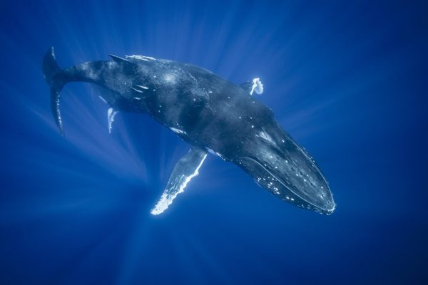 humpback whale 1